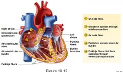 There are 5 MAIN components of the Cardiac Conduction System:
* SA Node
* AV Node
* Bundle of His
* Bundle branches
* Purkinje fibers