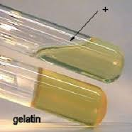 Gelatin is a large protein molecule which can be hydrolyzed by bacteria producing the enzyme GELANTINASE

Gelatin is normally solid at or below room temp but when hydrolyzed it liquefies and will remain in a liquid state even at low temp.

Pla...