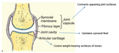 1) synovial membrane (produces synovial fluid)2) fibrous layer