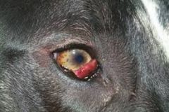 A great dane comes into your practice presenting with the following abnormality. Likely diagnosis? Treatment option?
