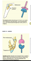 condyloid jointsaddle joint 