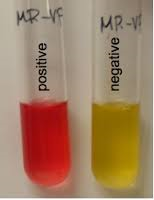 A methyl red indicator to the MRVP tube
A reddish color is + reaction and no change or a yellowish color is a - reaction