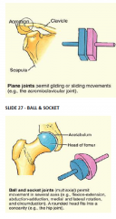 plane joint ball and socket joint (hip joint)