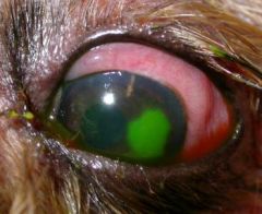 How do we assess for corneal ulcers?