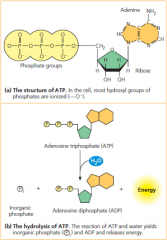 ATP (adenosine triphosphate) & ATP hydrolysis
