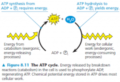 the regeneration of ATP