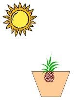 El calor o la luz emitida desde el sol es aprovechada por las plantas para producir energía química en forma de carbohidratos