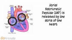 










•From
atria of heart in response to high blood pressure 
 •Four
actions
1. Dilates
afferent arteriole, Constricts efferent arteriole - ­Increases GFR 
2. Inhibits
renin and aldosterone secretion
3. Inhibits
sec...