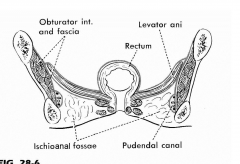 The Pudendal canal is located on the lateral wall of ischioanal fossa, on the obturatorinternus muscle. Contains internal pudendal vessels, pudendal nerve