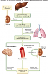 










1.Vasoconstriction 
 •Afferent
and efferent arterioles 
       •Increases
GFR
 
–
Arterioles throughout body 
 2. Aldosterone
secretion 
 •Increased
Na+ and
H2O reabsorption from nephron to blood ...