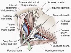 is in the caudal abdominal wall just lateral to the inguinal ligament. 

composed of two separate areas contained within the limits of the inguinal ligament and pelvis

 The muscular lacuna contains the femoral nerve within the substance of th...