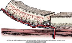 peninsular or island

peninsular has intact skin at its base, protects vascular pedicle. the drawback is the dog ear at point of rotation

with island flap the skin is incised along all edges and flap is rotated on the vascular pedicle. 

island are