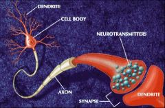 Se denomina como sinapsis al mecanismo de comunicación entre dos o más neuronas o entre una neurona y otra célula, con el fin de transmitir un impulso nervioso. Este intercambio de información se caracteriza por no establecer contacto físico.