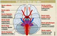 Son 12 pares de nervios simétricos que comunican el encéfalo con distintas zonas de la cabeza y el cuello, principalmente (algunos de ellos inervan zonas del tórax y abdomen).
Los nervios que parten de la médula espinal se conocen como nervios...