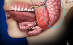 Las glándulas parótidas que se encuentran por delante y por debajo de las orejas. Drenan la saliva serosa que producen a través de los conductos parotídeos o de Stenon que desembocan en el vestíbulo bucal, a la altura del segundo molar superior.