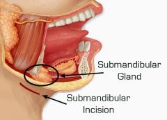 Las glándulas que producen una mayo cantidad de saliva son las glándulas submaxilares. Están glándulas se localizan en el suelo bucal, por debajo de la glándulas sublinguales. Drenan la saliva a ambos lados del frenillo lingual a través de l...
