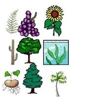 include green plants, which produce food through photosynthesis