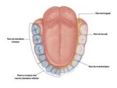 El nervio alveolar inferior, procede de la rama mandibular del par craneal V (trigémino), se ocupa de la sensibilidad de las piezas dentales inferiores.