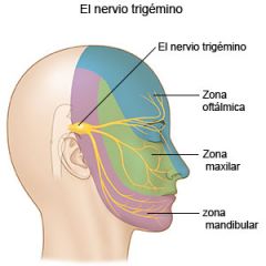 Los músculos de la masticación están inervados por la rama mandibular (tronco anterior) del nervio trigémino (par craneal V).