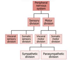 1) PNS 
- Cranial Nerves & Spinal Nerves
- Communication lines btwn CNS and Body
2) A) Sensory (afferent) division
- Somatic and visceral sensory nerve fibers
- Conduct impulses from receptors to CNS
2B) Motor (efferent) division
- Motor Nerve Fib...