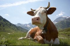 What should the daily routine of a cow be to ensure optimum digestion?