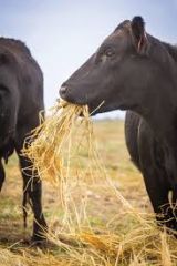 What food factors influence how much Dry matter a cow consumes?