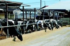 What things restrict a cows DMI in terms of management issues?