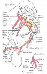 Mainly pudendal S2-4 – Branches are Inferior rectal nn, Perineal nn (muscular and
posterior scrotal/labial) and Dorsal n of penis/clitoris. Also Perineal branches of posterior
femoral cutaneous n and branches of ilioinguinal and genitofemoral....