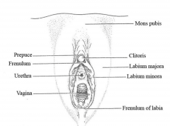 Mons pubis, Labia majora (located on either side of the pudendal cleft). The vestibule
and labia minora are located within the pudendal cleft. The labia major unite anteriorly to
form the anterior commissure and posteriorly to form the posterior...