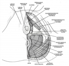 The perineal body helps support the
pelvic viscera (along with pelvic
diaphragm). Several muscles attach
to the central tendon;
bulbospongiosus, superficial & deep
transverse perineal m, external anal
sphincter and part of levator ani. 

C...