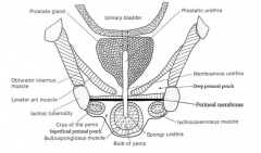 The perineal membrane divides the urogenital triangle into two spaces (pouches). The
deep perineal pouch is located above the perineal membrane and below levator ani. The
superficial perineal pouch is below the perineal membrane.
