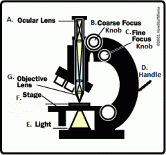 A. Ocular Lens
B. Course Focus Knob
C. Fine Focus Knob
D. Handle
E. Light
F. Stage
G. Objective Lens