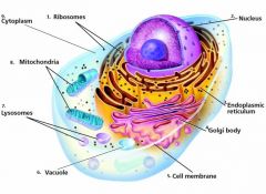 1. Ribosomes
2. Nucleus
3. Endoplasmic Reticulum
4. Golgi Bodies
5. Cell Membrane
6. Vacuole
7. Lysosomes
8. Mitochondria
9. Cytoplam