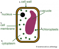 1. Cell Wall
2. Vacuole
3. Chloroplasts
4. Cytoplasm
5. Cell Membrane
6. Nucleus