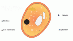 1. Vacuole
2. Cytoplasm
3. Nucleus
4. Cell Membrane