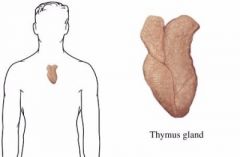 thymus