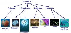 Phylum including corals, sea anemones, and jellyfish