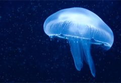 Cnidarian that has a mouth and tentacles that face downwards. They are able to swim by pulsing through the water
EX: jellyfish