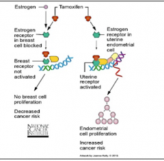 ER bound by antagonist => dimerizes => co-repressors => deacetylase I => stabilize nucleosome structure and prevent mRNA production 
 
Decreases estrogen activity in breast tissue, acts as agonist in endometrial tissue => proliferation and an incr...