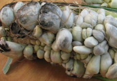 corn smut- ustilago maydis
overwinter: telia in the soil
manage: sanitation and crop rotation