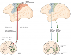 Corticospinal tract
Brainstem pathways 