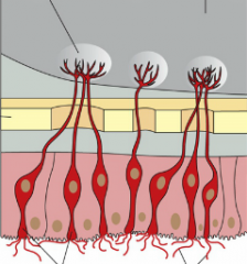 Olfactory Receptor Neurons