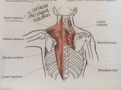 Upper traps, levator scapula, rhomboids View- Frontal