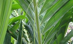 Adonidia palm, Christmas palm