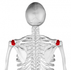Earlobes are aligned approx over the acromion process 
