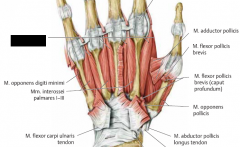 Tvåhövdade


Fu: abduktion av fingrarna


I: N. ulnaris