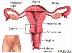 1. Internal Os: opening 
2. Cervical Canal: in between thetwo os 
3. External Os:opening