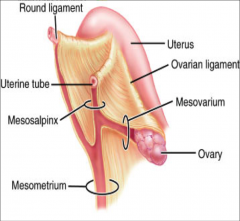 mesovarium
mesosalpinx
mesometrium