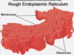 endoplasmic reticulum rough