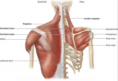Potential tightness in the pectorals major and minor, latissimus dorsi, tres major, rhomboids, and subscapularis.

Tightness in the latissimus dorsi will force lower back to arch

Tightness of the pectoralis minor may tilt the scapulae forward (an...